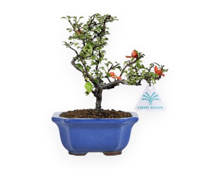 Chaenomeles Chojubai - Asian Quince - 24 cm