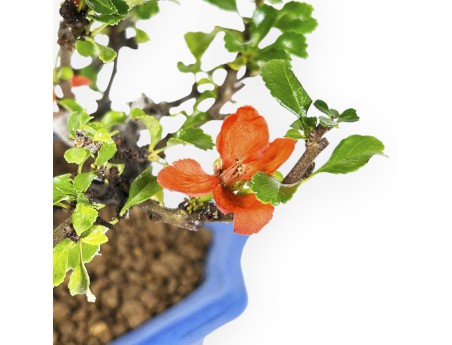 Chaenomeles Chojubai - Asian Quince - 24 cm