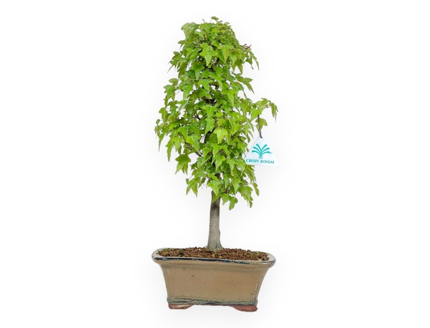 Acer Buergerianum - Maple - 38 cm