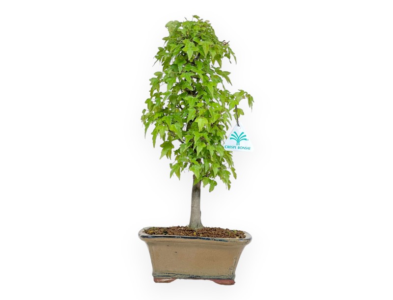 Acer Buergerianum - Maple - 38 cm