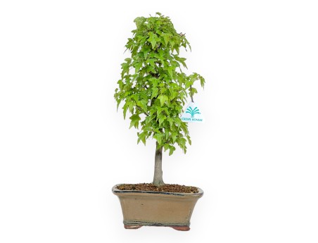 Acer Buergerianum - Érable - 38 cm