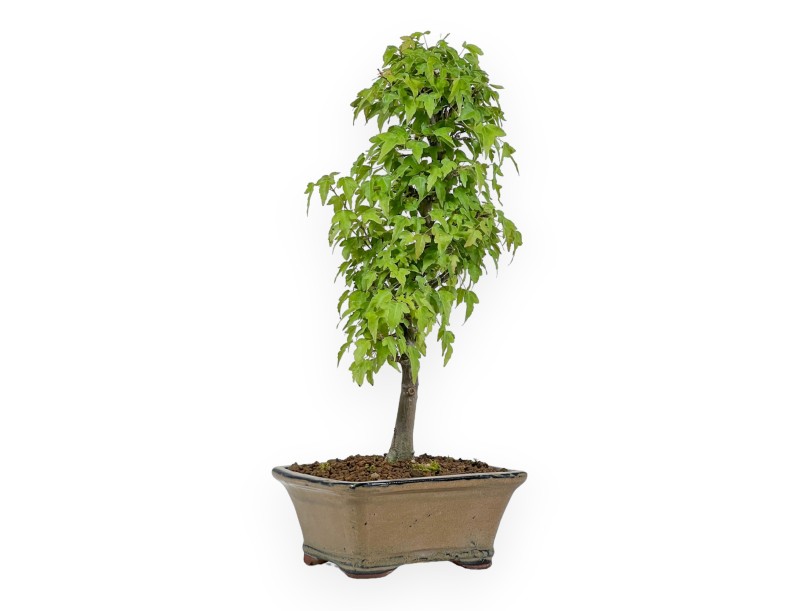 Acer Buergerianum - Maple - 38 cm