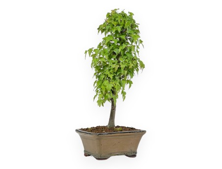 Acer Buergerianum - Maple - 38 cm