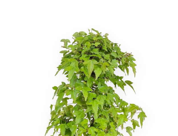 Acer Buergerianum - Maple - 38 cm 2