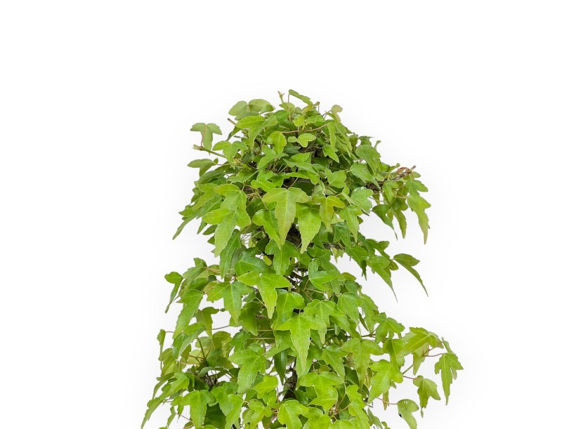 Acer Buergerianum - 38 cm
