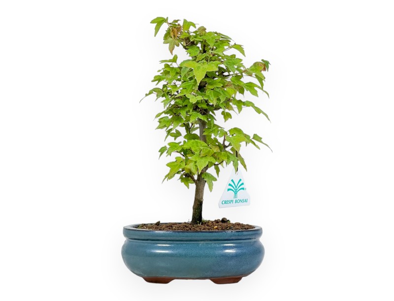Acer Buergerianum - 25 cm