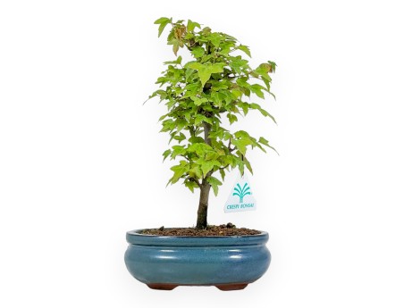 Acer Buergerianum - 25 cm
