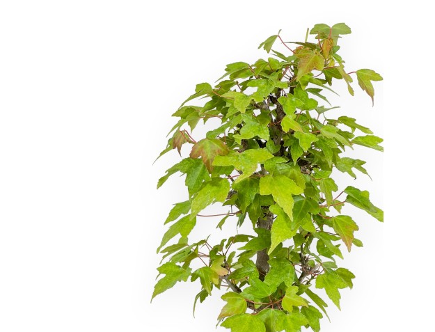 Acer Buergerianum - Acero - 25 cm 2