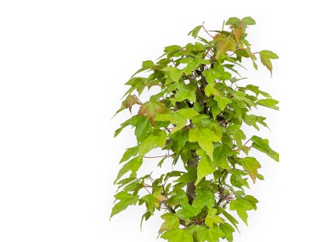 Acer Buergerianum - 25 cm