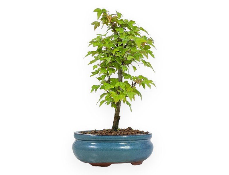 Acer Buergerianum - 25 cm
