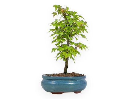 Acer Buergerianum - 25 cm