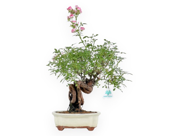 Rosa spp - 31 cm