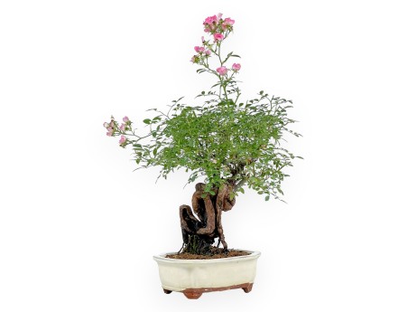 Rosa spp - 31 cm