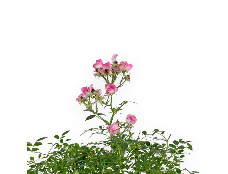 Rosa spp - 31 cm