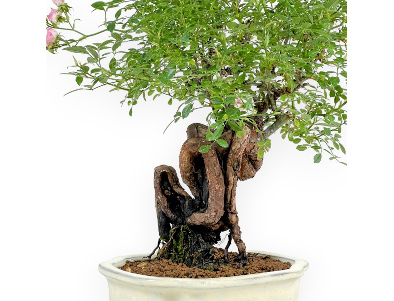 Rose spp - 31 cm