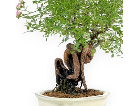 Rosier spp - 31 cm