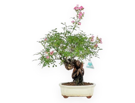 Rose spp - 31 cm
