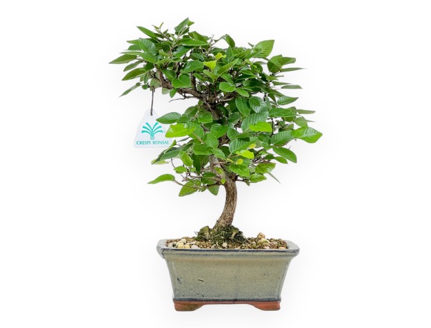 Carpinus Laxiflora - Carpino - 31 cm