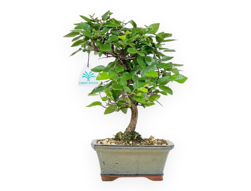 Carpinus Laxiflora - Charme - 31 cm