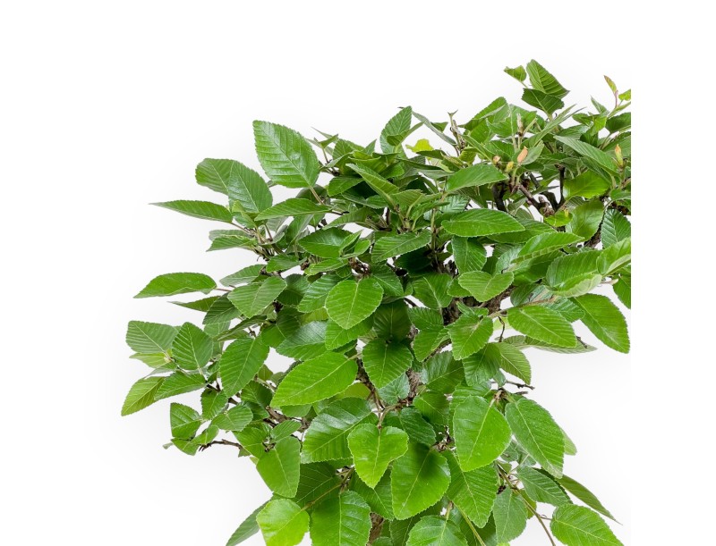 Carpinus Laxiflora - Carpino - 31 cm