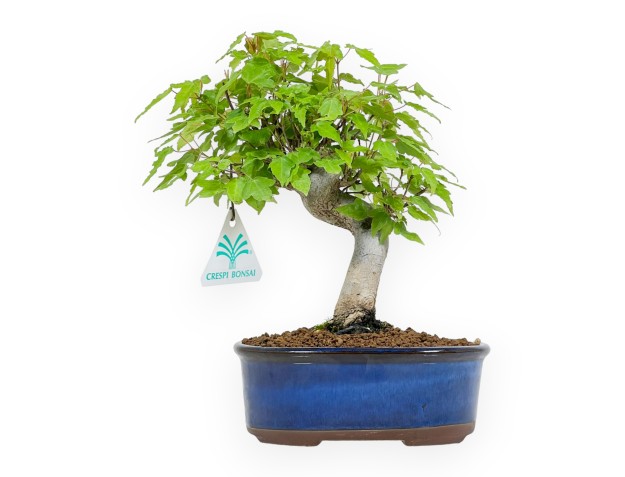 Acer Buergerianum - Maple - 25 cm