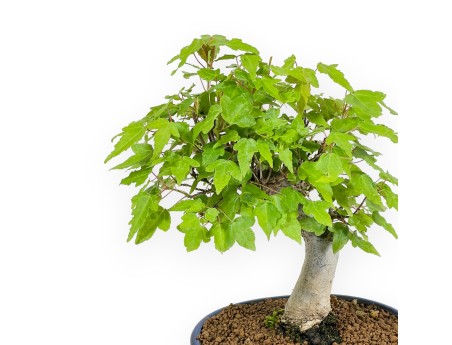 Acer Buergerianum - Acero - 25 cm