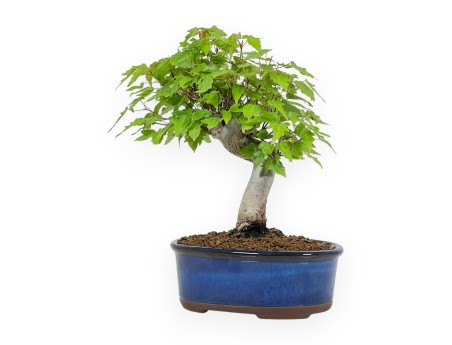 Acer Buergerianum - Maple - 25 cm
