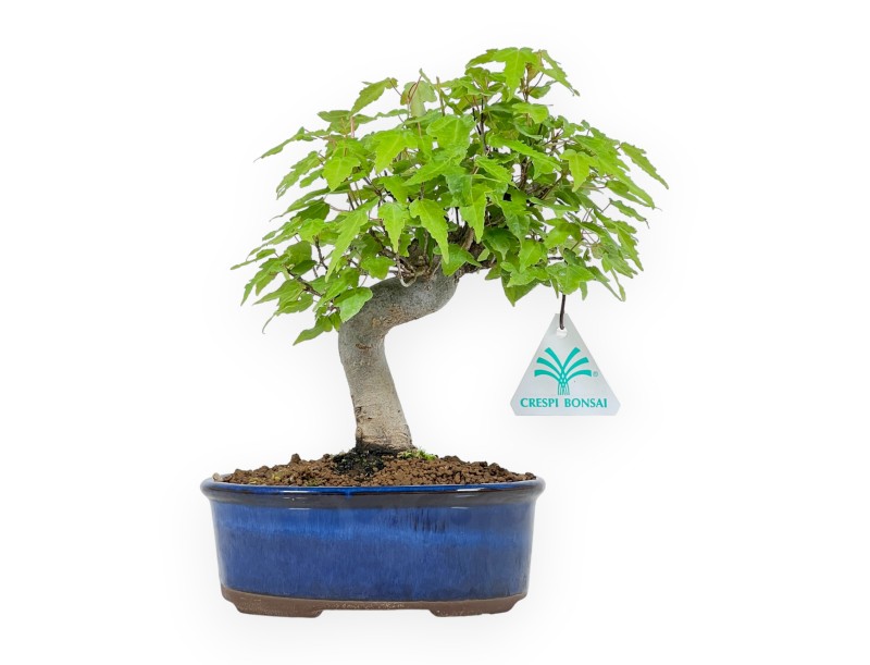 Acer Buergerianum - 25 cm