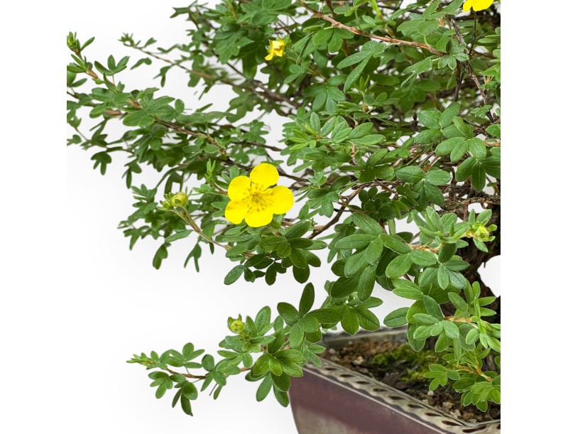 Potentilla Fruticosa - 59 cm