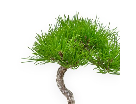 Pinus Thunbergii - Schwarzkiefer - 30 cm