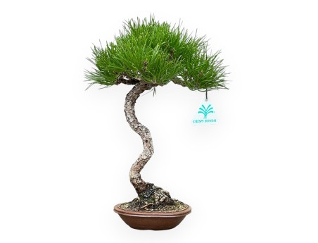 Pinus Thunbergii - Schwarzkiefer - 30 cm