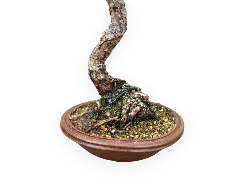 Pinus Thunbergii - Black Pine - 30 cm