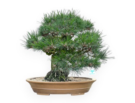 Pinus Thunbergii - Black Pine - 49 cm