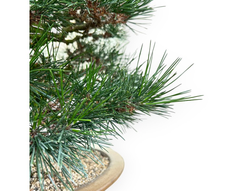 Pinus Thunbergii - Black Pine - 49 cm