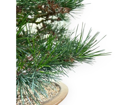 Pinus Thunbergii - Black Pine - 49 cm