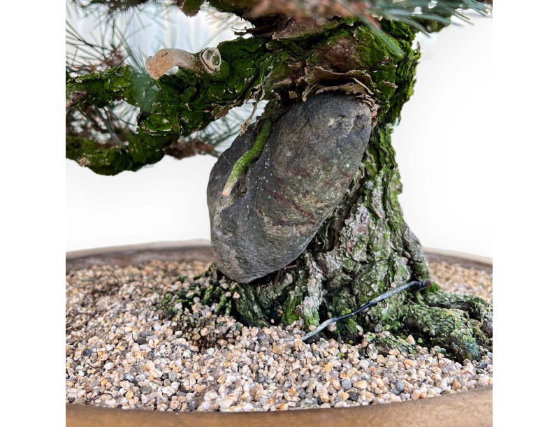 Pinus Thunbergii - Black Pine - 49 cm