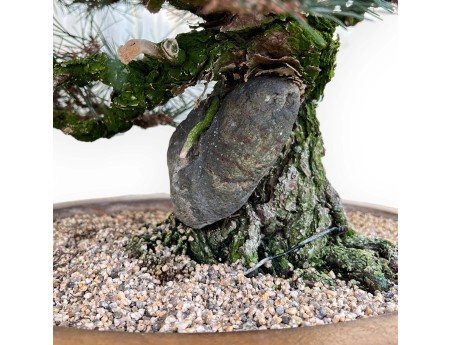 Pinus Thunbergii - Black Pine - 49 cm