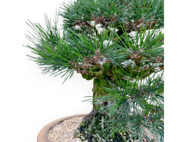 Pinus Thunbergii - Black Pine - 49 cm 2