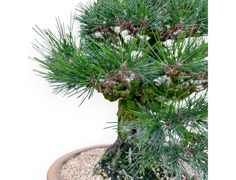 Pinus Thunbergii - Pin Noir - 49 cm