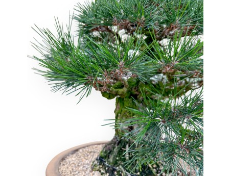 Pinus Thunbergii - Pin Noir - 49 cm