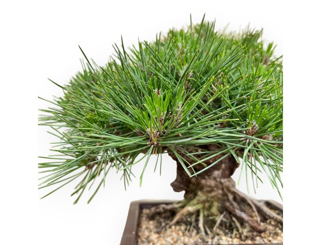 Pinus thunbergii gansekisho - Pino nero - 35 cm 2