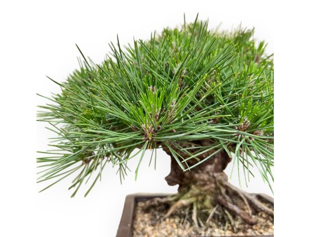 Pinus Thunbergii Gansekisho - Pino Nero - 35 cm