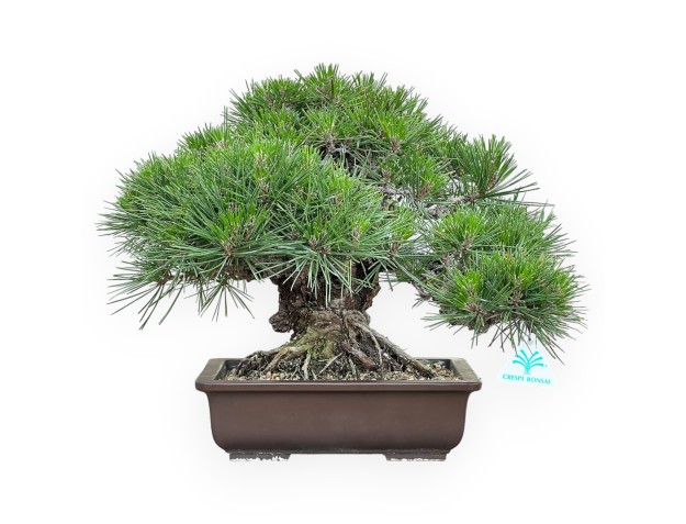Pinus thunbergii gansekisho - Pino nero - 35 cm