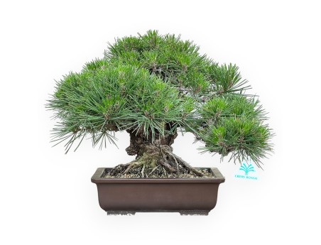 Pinus Thunbergii Gansekisho - Black Pine - 35 cm