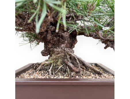 Pinus Thunbergii Gansekisho - Black Pine - 35 cm