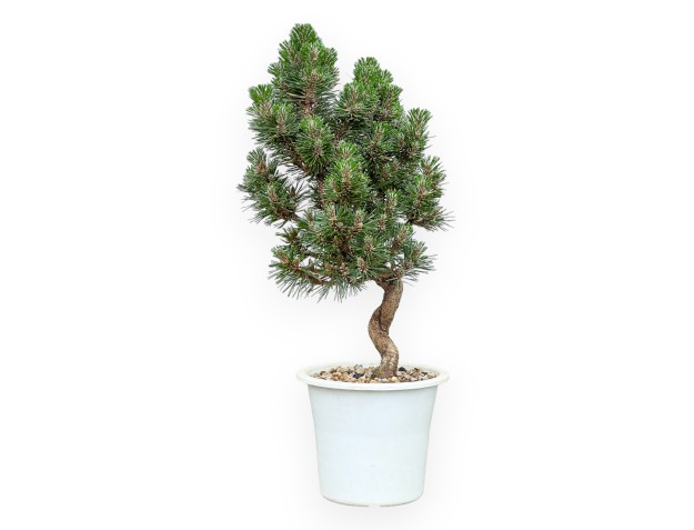 Pinus Thunbergii Senjomaru - Pino Nero - da 33 a 48 cm 2