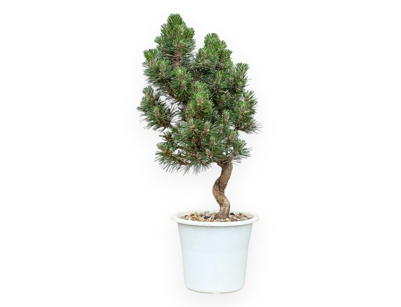 Pinus Thunbergii Senjomaru - Pino Nero - da 33 a 48 cm