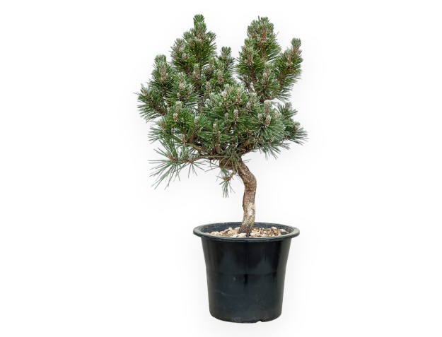 Pinus thunbergii Senjomaru – Schwarzkiefer – 33 bis 48 cm