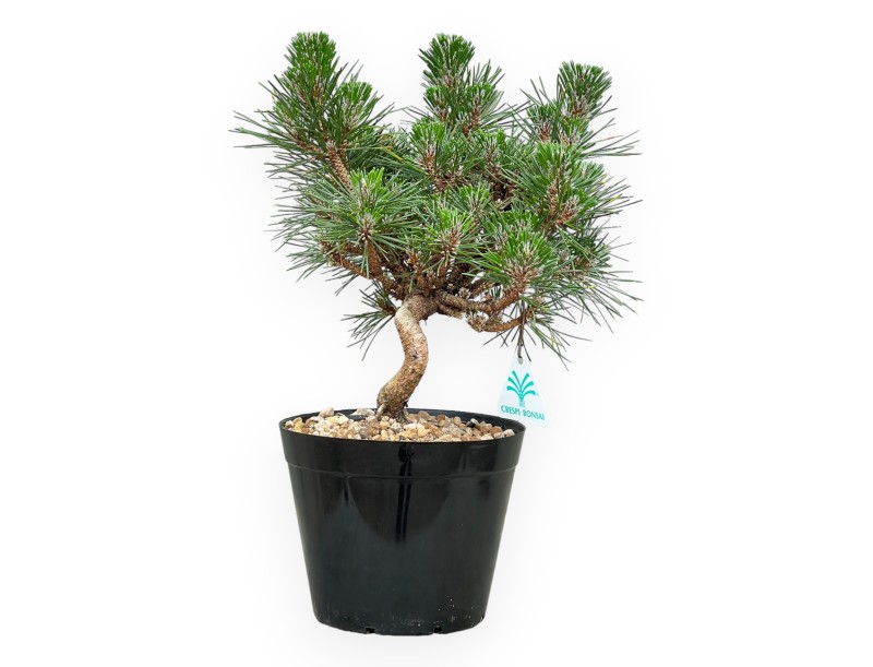 Pinus thunbergii Senjomaru - Pino negro - de 33 a 48 cm