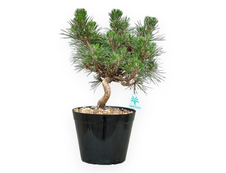 Pinus thunbergii ‘Senjomaru’ – Black Pine – 33 to 48 cm